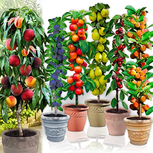 Árboles frutales en columna – Juego de 6 árboles (cerezos, manzanos, perales, albaricoques, ciruelo, melocotón) – 80 cm de altura – Ideal para balcón, terraza, jardín pequeño…