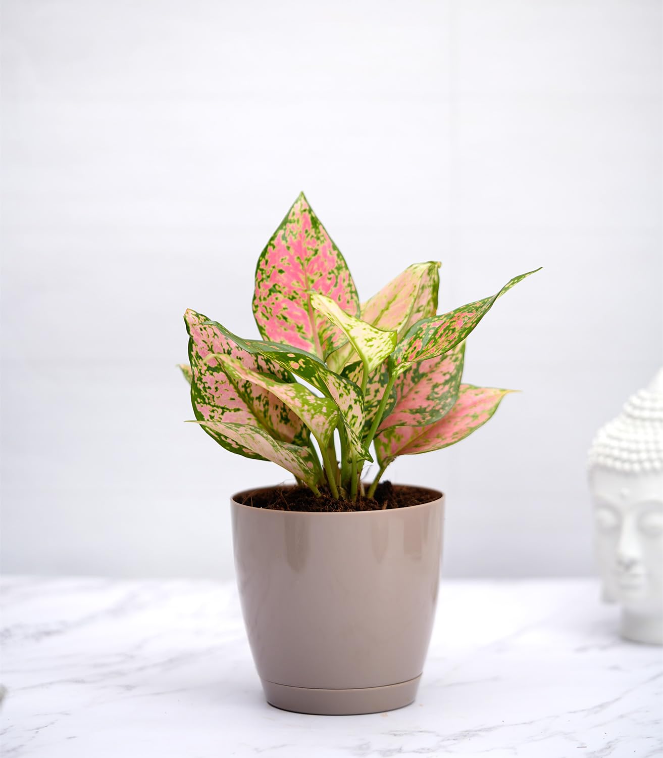 Nurturing Green® Aglaonema China Valentine Plant in Mocha Self Watering Plastic Pot (Size: 4.5Inch * 4.33Inch) | Live Plants With Pots | Indoor Plants for living Room (B0CBQYGNFT) Amazon Price History, Amazon Price Tracker