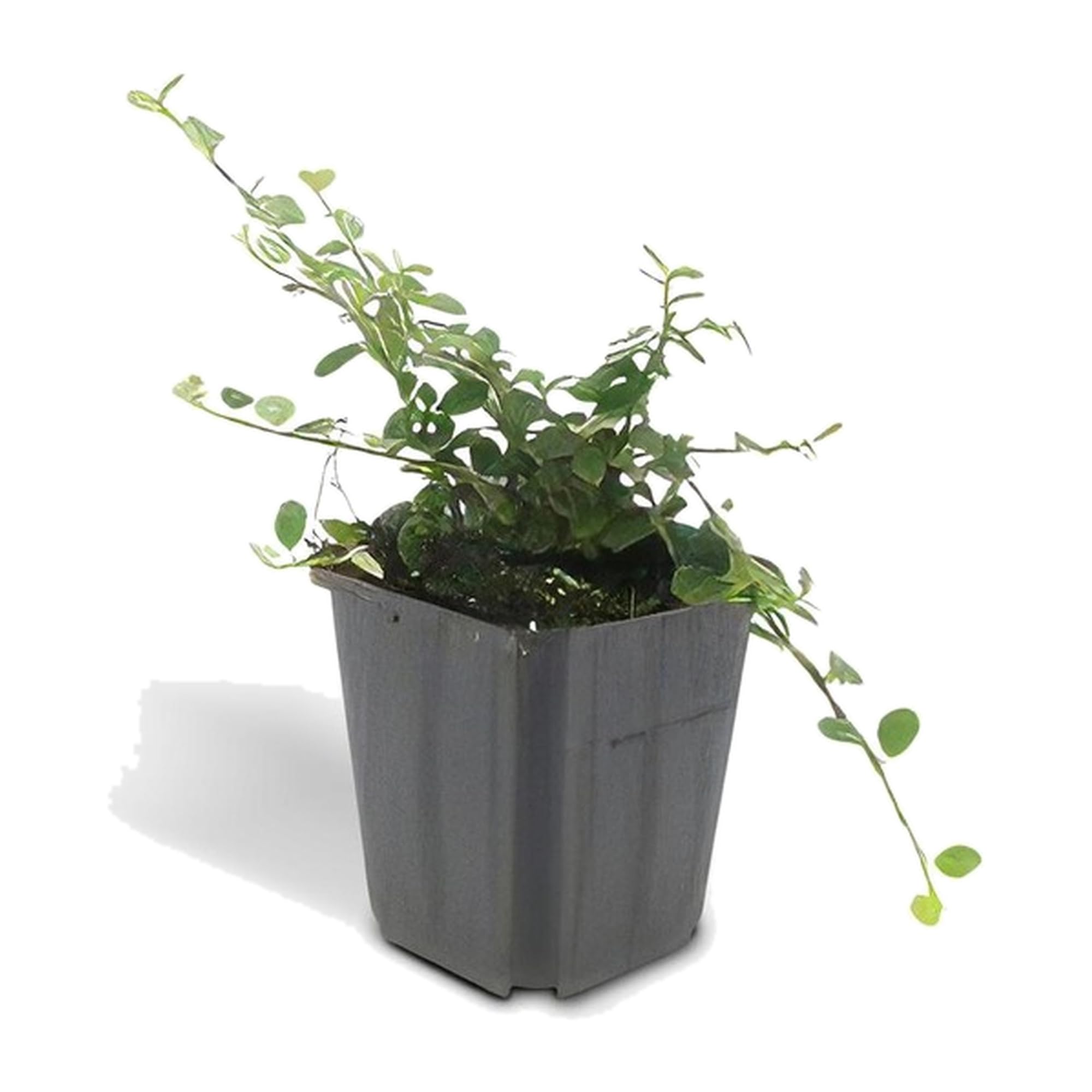 Cotoneaster Streib's Findling Tapizante para Jardín, Pack de 60, Ø9cm