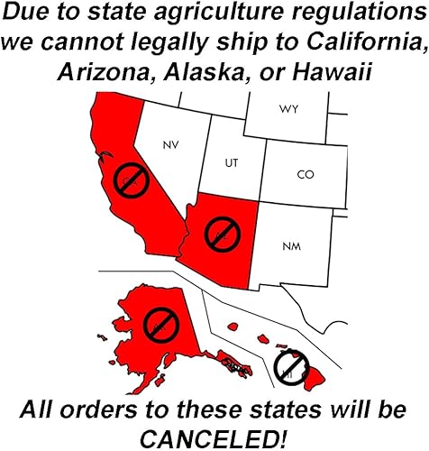 Miniatura 6 de Blooming & Beautiful - Southern Moon Yedda Hawthorn - 3 gal - Monrovia - Arbusto de hoja perenne - Flores blancas de primavera - Follaje verde -