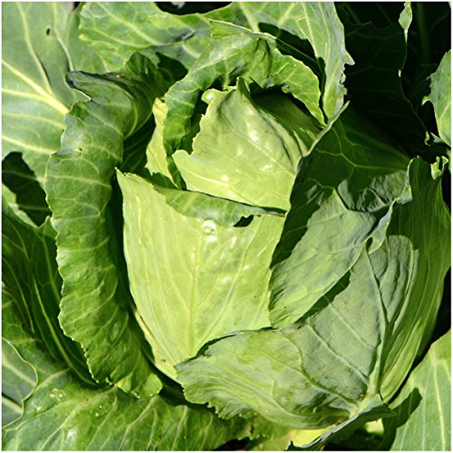 Seed Needs, Early Jersey Wakefield Cabbage Seeds For Planting (Brassica Oleracea) Single Package Of 300 Seeds - Heirloom, Non-Gmo & Untreated #TOP1