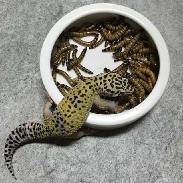 Foto 3 de 8 de VILLCASE Cuenco De Comida Antiescape para Reptiles 3.74 Pulgadas Plato Redondo Cerámico Alimentador Multiusos…
