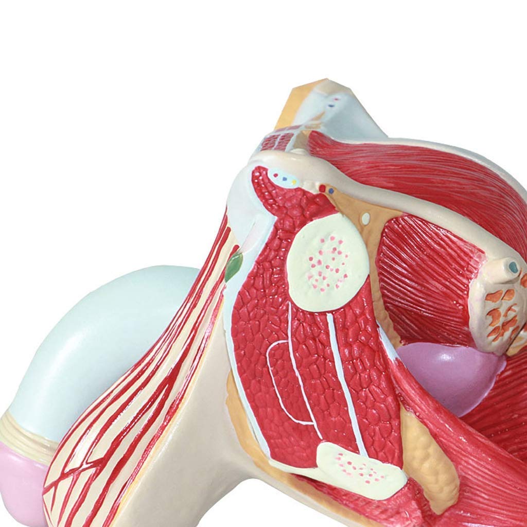 Model anatomiczny Anatomiczny model człowieka Męska reprodukcyjna medyczna pomoc edukacyjna Medyczna pomoc dydaktyczna, modele medyczne i materiały edukacyjne