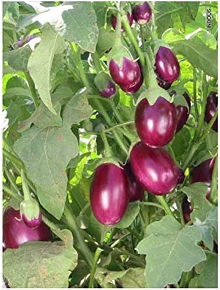 Live grafted brinjal plants, (Pack of 1) (B0CLV5BPVX) Amazon Price History, Amazon Price Tracker