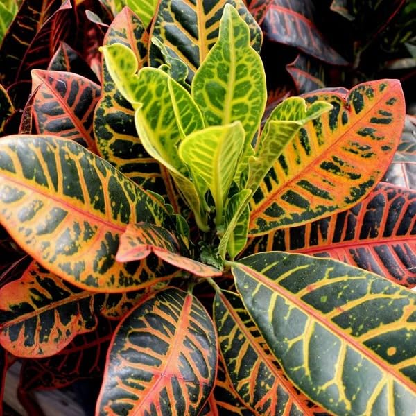 Golden Bloom Multicolour Croton Petra Live Plant Codium Includes Nursery Grower's Bag (Pack Of One Healthy Plant)(OUTDOOR, CROTON)-image-5