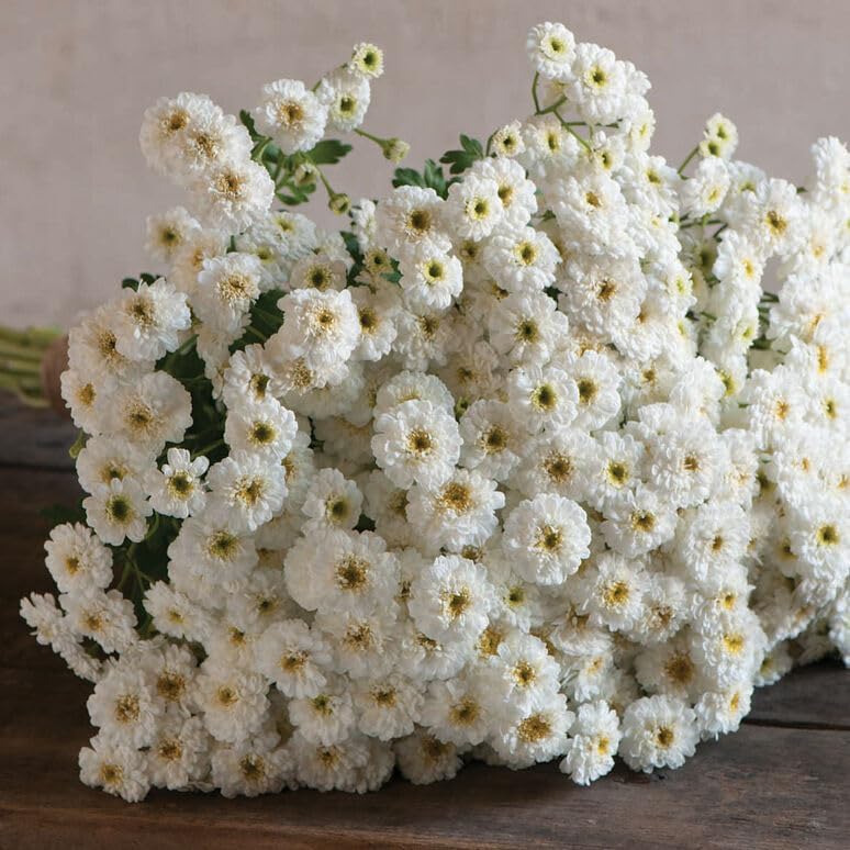 50+ Feverfew Tetra White Seeds