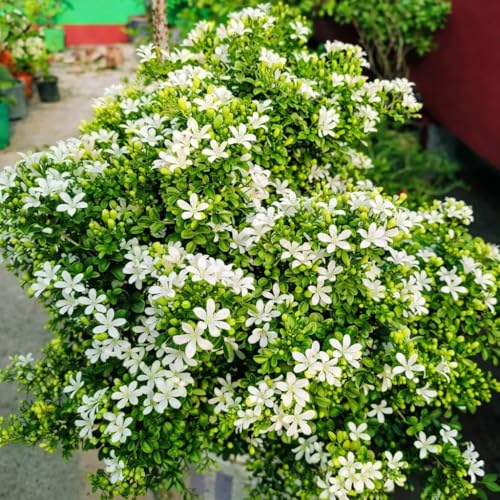 Image of Madhu Kamini Hybrid Live Plant | Kamini Plant (Murraya Paniculata) | Orange Jasmine Fragrant Flower Plant for Home Garden Indoor Outdoor
