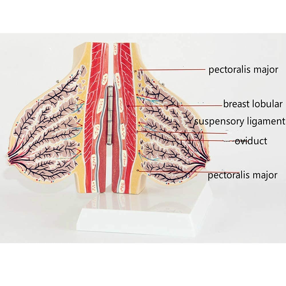 Model anatomiczny Ludzka pierś Model anatomii człowieka Medyczne materiały dydaktyczne Materiały medyczne Materiały edukacyjne dla szkół