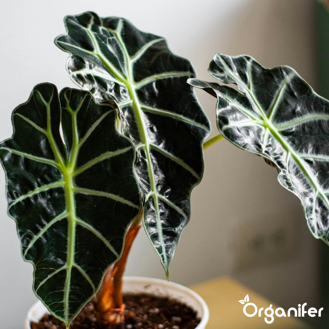 Fertilizante Líquido Para Alocasia - 4x1L - NPK 2-1-8 | Fertilizante Para Hojas Abundantes Y Tallos Fuertes - Favorece Raíces Y Vitalidad - Organifer