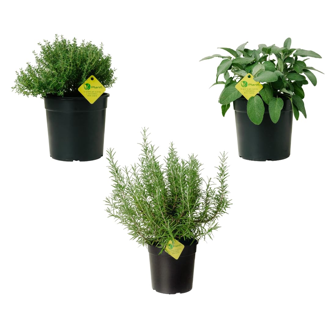 Kit Piante Aromatiche da Cucina - Rosmarino, Salvia e Timo | Set di Piante da Esterno e da Vaso | 3 Piante in Vaso da 19 cm
