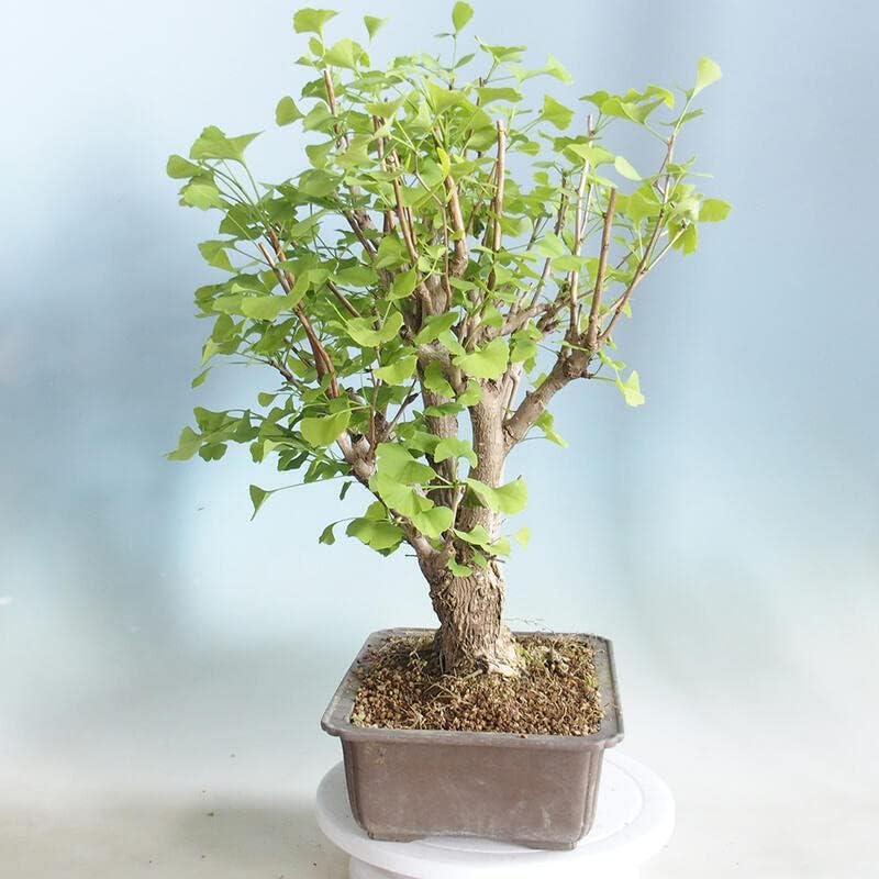 sageretia thea bonsai Hedge Sageretia Bonsai ( Sageretia theezans ) main image 0