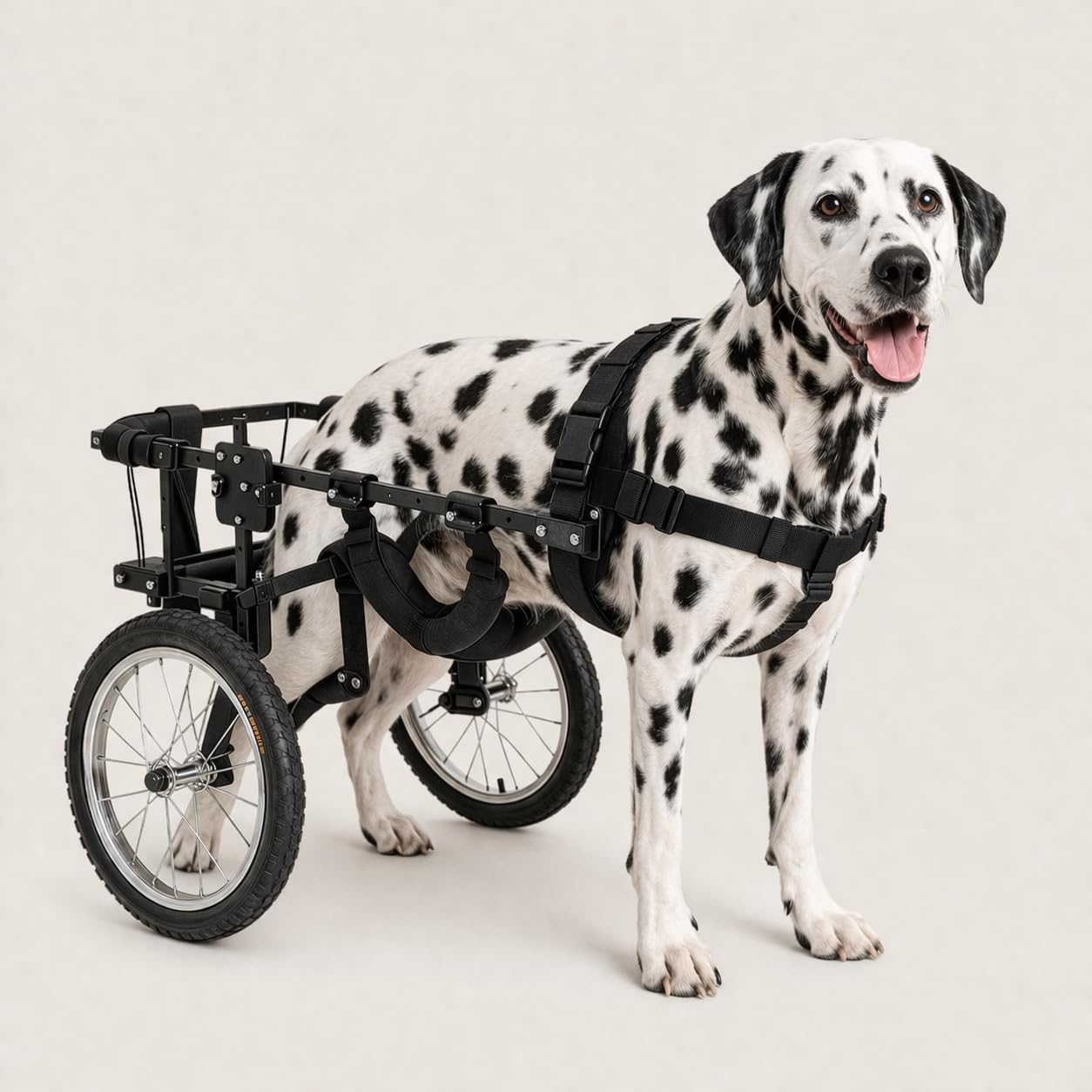 Silla de Ruedas para Perros Grandes, Pastor Alemán, Golden, Labrador Retriever y similares. Ruedas Todo Terreno. Con Faja Abdominal, Fabricada en España. Muy Ligera y Resistente.
