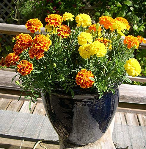 Plants Point Live Marigold Yellow Flower Plant with Pot (with Flower on The Plant) (B081P2TB4P) Amazon Price History, Amazon Price Tracker