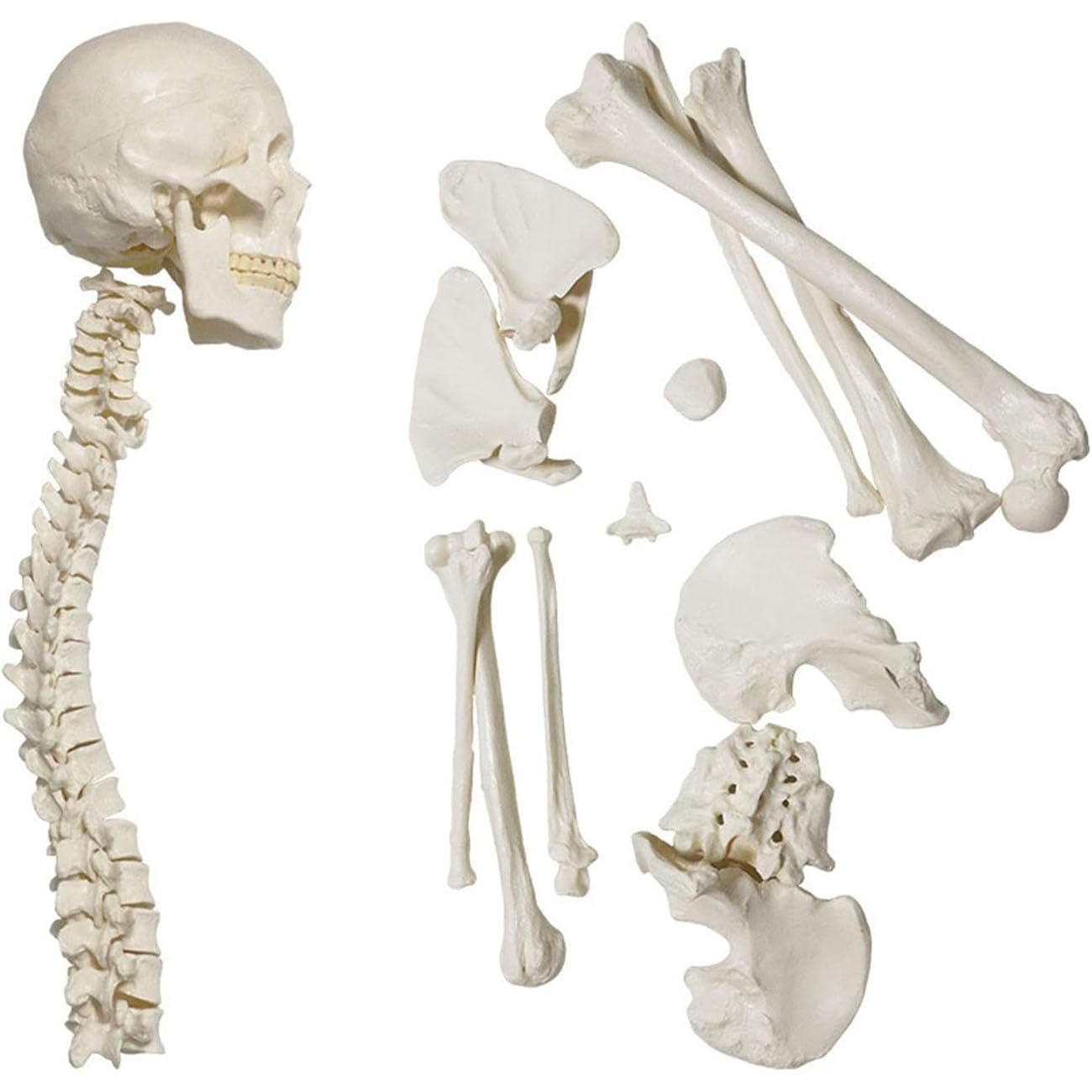 67-calowy model anatomiczny ludzkiego szkieletu w pełnym rozmiarze, kości przegubowe z PVC, 1 zestaw