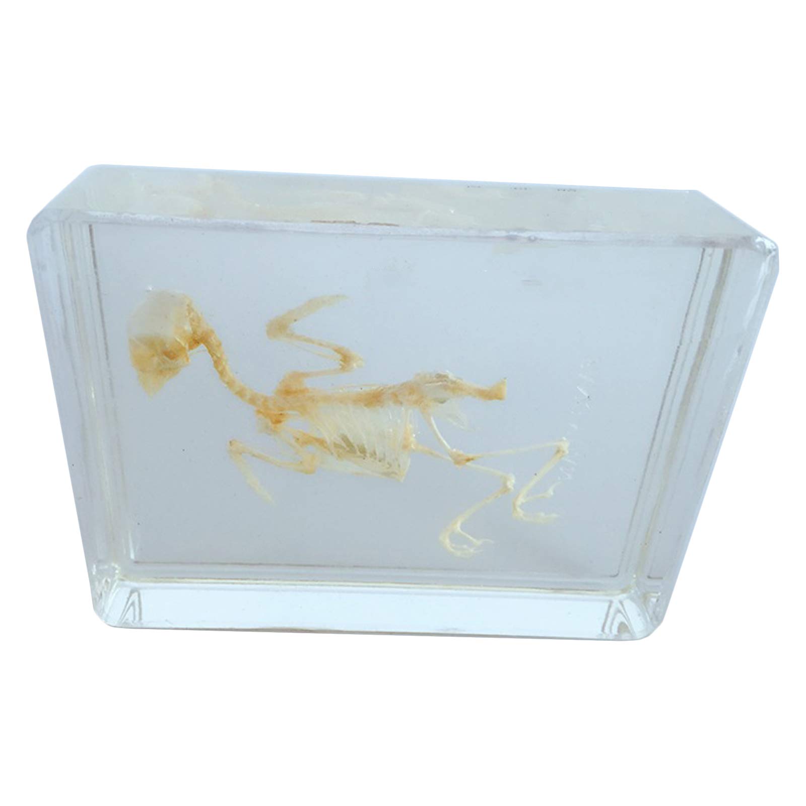 KH66ZKY Biology Science World Collection - Bird Skeleton Specimen - Animal Taxidermy Science Classroom Specimen Resin Desk Paperweight for Science Education