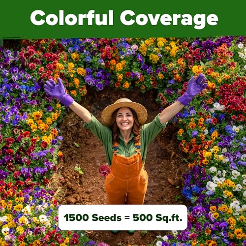 Image of HOME GROWN Pansy Swiss Giants Mix - 1,500 Flower Seeds (2.13g) - Fall Planting Pansies Seed - Edible Viola Seeds - Cold Hardy Annuals for Containers & Outdoor Gardens (Viola x wittrockiana)