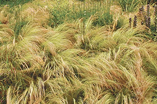 Basquestore Fresh Seeds - 200 Seeds Mexican Feather Grass Grass Ground Cover Stipa Tenuissima #TOP14