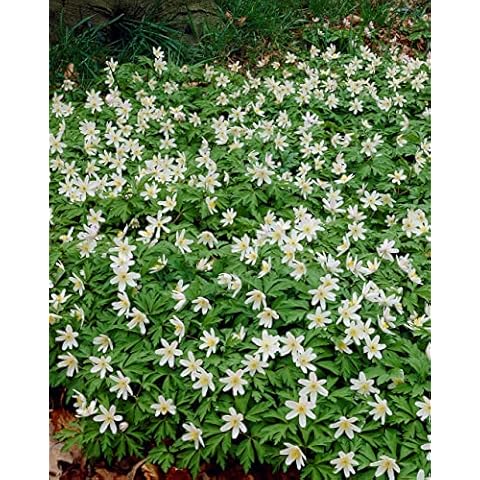 Anemone nemerosa (Wood Anemone) TopSize, Spring Flowering,X25 Bulbs , Ready for Planting Now Cover