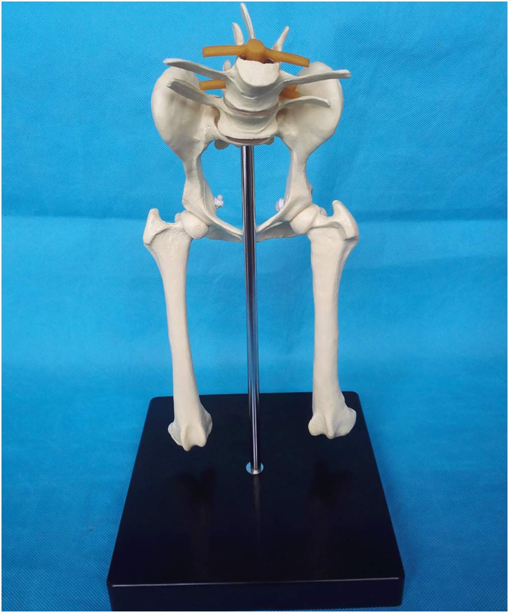 Sjdopulse A Dog Hip Bone Model - Educational Model Canine Hip Joint Skeleton Model - Nimal Natomy Dog Hip Joint Bone Model For Veterinary Explanation Nd Display Of Specimens (A)