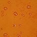 Winterial 72x20 Inch Outdoor Self Inflating Backpacking Camping Bed Roll Sleeping Pad Mat, Single, Orange