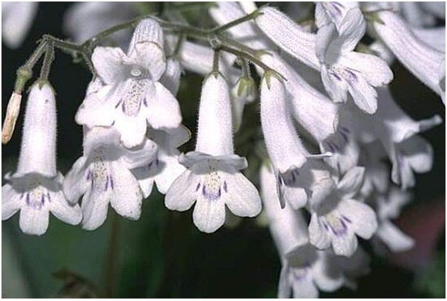 Streptocarpus candidus - Cape Primrose - 10 Seeds