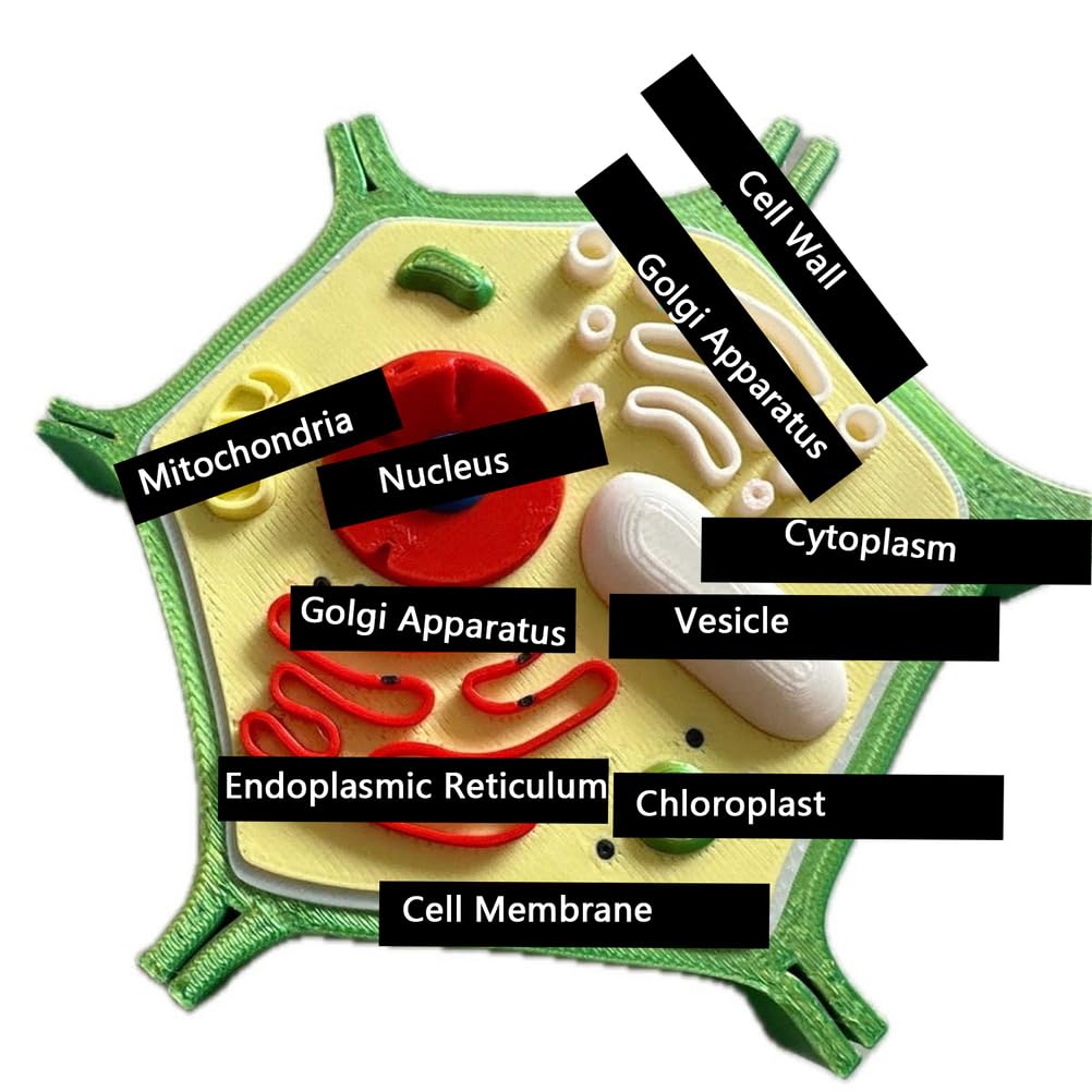 Modello Anatomico della Struttura delle Cellule Vegetali Modello Didattico di Biologia per Laboratorio e Scopi di Ricerca