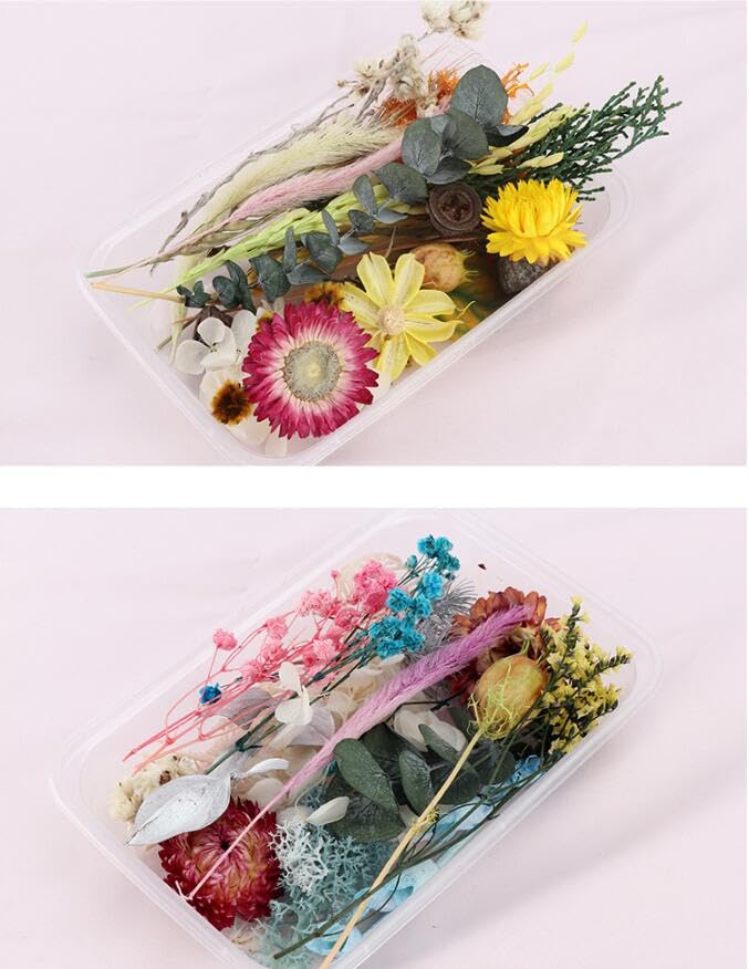 2 cajas de flores secas reales variedad color aleatorio miniatura 5