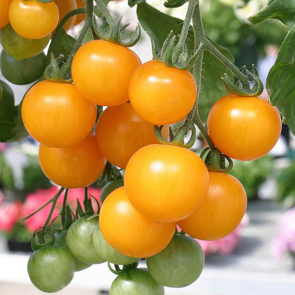 YouGarden Tumbling Tom Yellow Tomato plants x 12 plugs