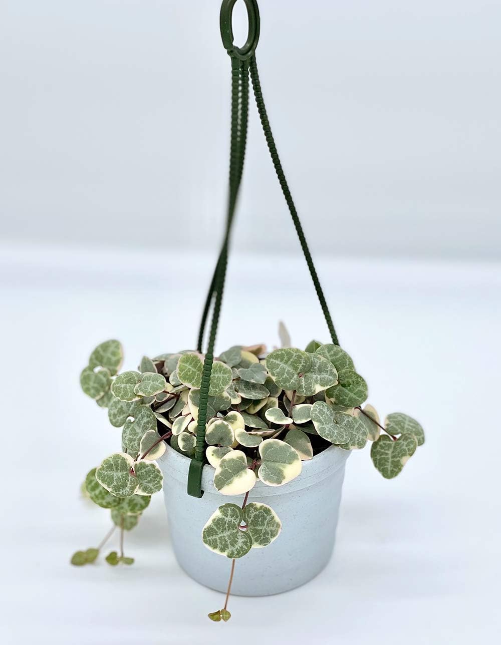 Ina工藝 観葉植物 おしゃれ 小さめ ミニ観葉 ハートカズラ レディハート 3号 本物 鉢植え