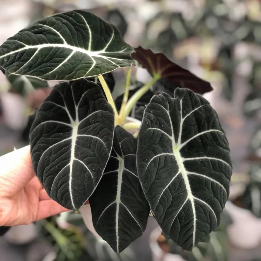 Black Velvet Plant/Alocasia – Indoor Plant for Home & Office Stylish Dark Leaf Live Houseplant Pack of 1 With Pot-image-23