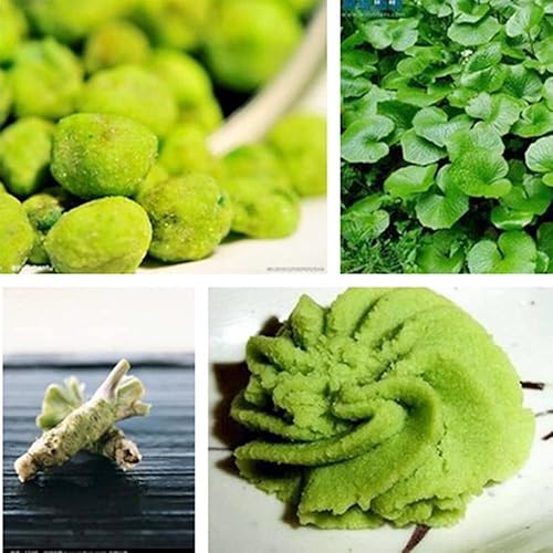 Miniatura 2 de QAUZUY GARDEN 100 semillas de wasabi, semillas de rábano picante japonés (Eutrema Japonicum)  Semillas de vegetales orgánicas tradicionales  sabrosa