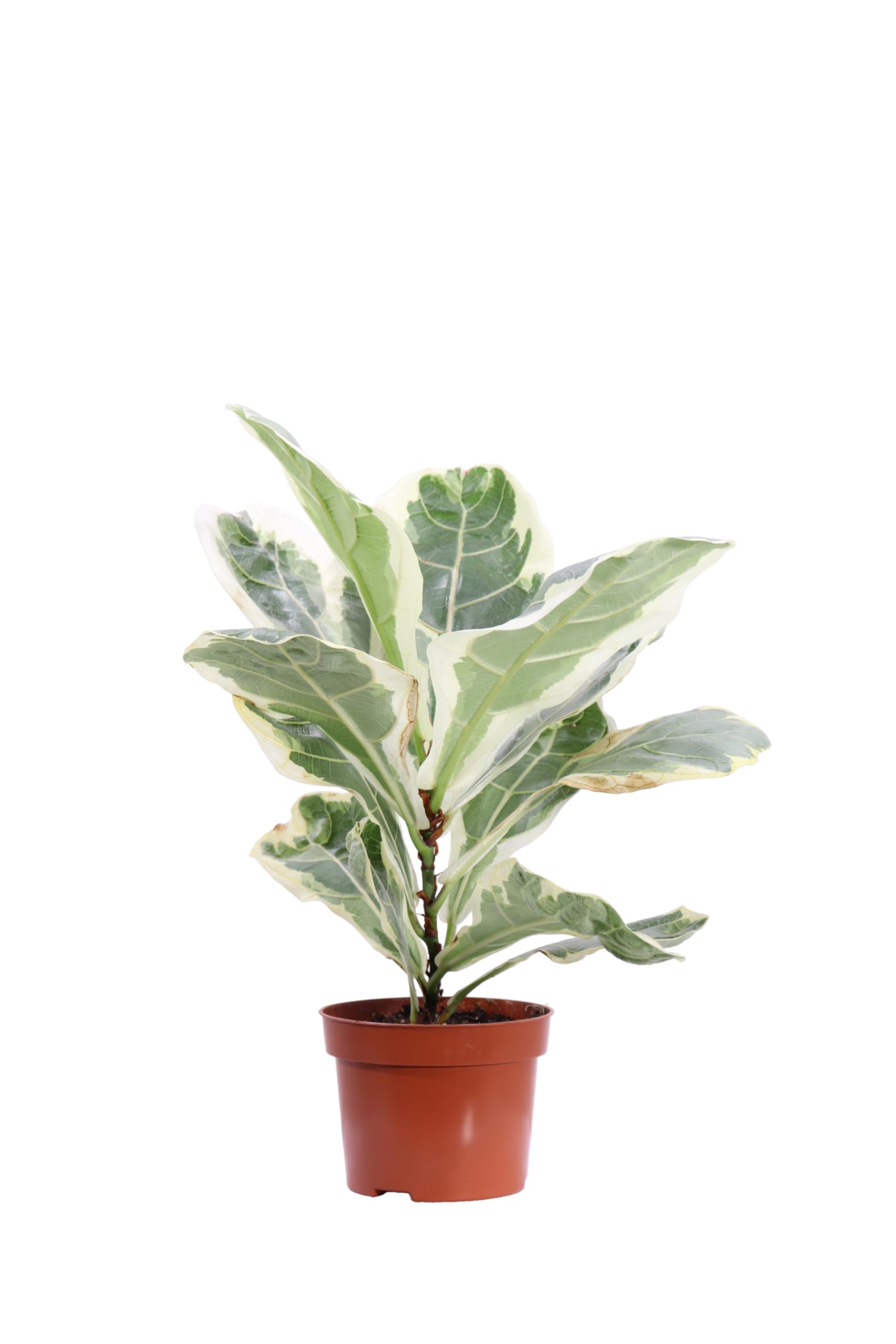 Pianta vera di Ficus Lyrata Variegato | Altezza: 15 cm - Diametro vaso: 10 cm - pianta rara variegata ornamentale per arredare casa e ufficio