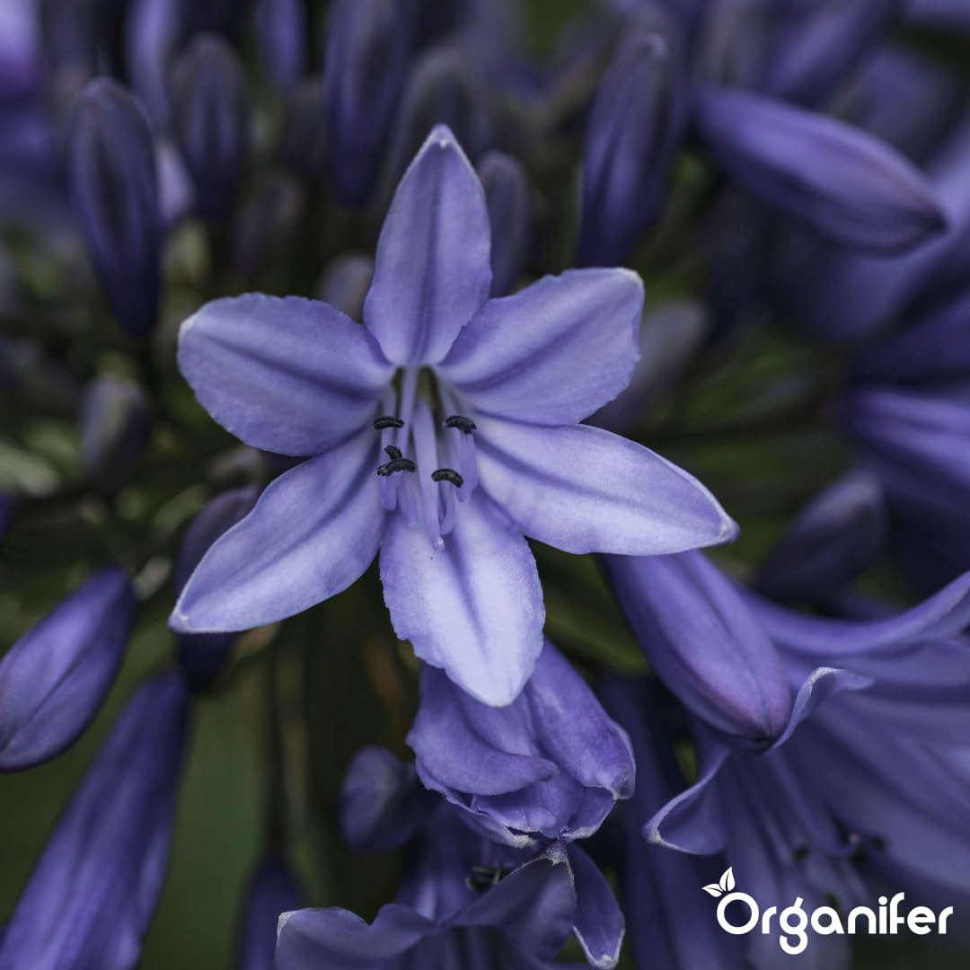 Agapanthus Płynny Nawóz - 3x1L - NPK 2-1-8 | Nawóz Płynny Do Obfitych Kwiatów I Zdrowych Liści - Wzmacnia Korzenie I Odporność - Organifer