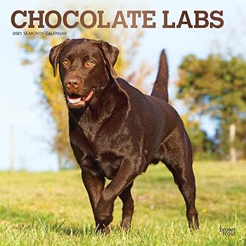 Amazon Com Chocolate Lab Retriever Calendar 2021 Dog Breed Calendar Premium Wall Calendar 2020 2021 Office Products 2021 akc labrador calendar