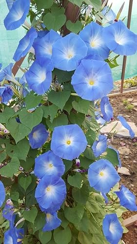 TomorrowSeeds - Heavenly Blue Morning Glory Seeds - Paquete de 300 unidades - para Ipomoea Tricolor Garden Vine Tropical Moon Clarkes Flower 2023