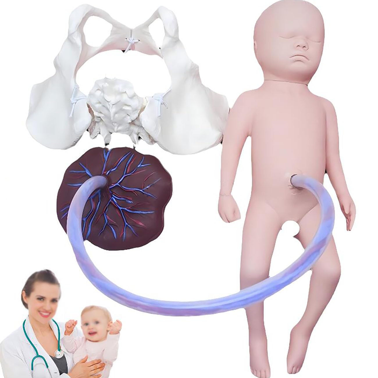 Model Miednicy Demonstracyjny Do Porodu, Naturalnej Wielkości Model Miednicy Kobiecej Z Dzieckiem I Łożyskiem, Narzędzia I Materiały Edukacyjne Do Porodu, 48 Cm