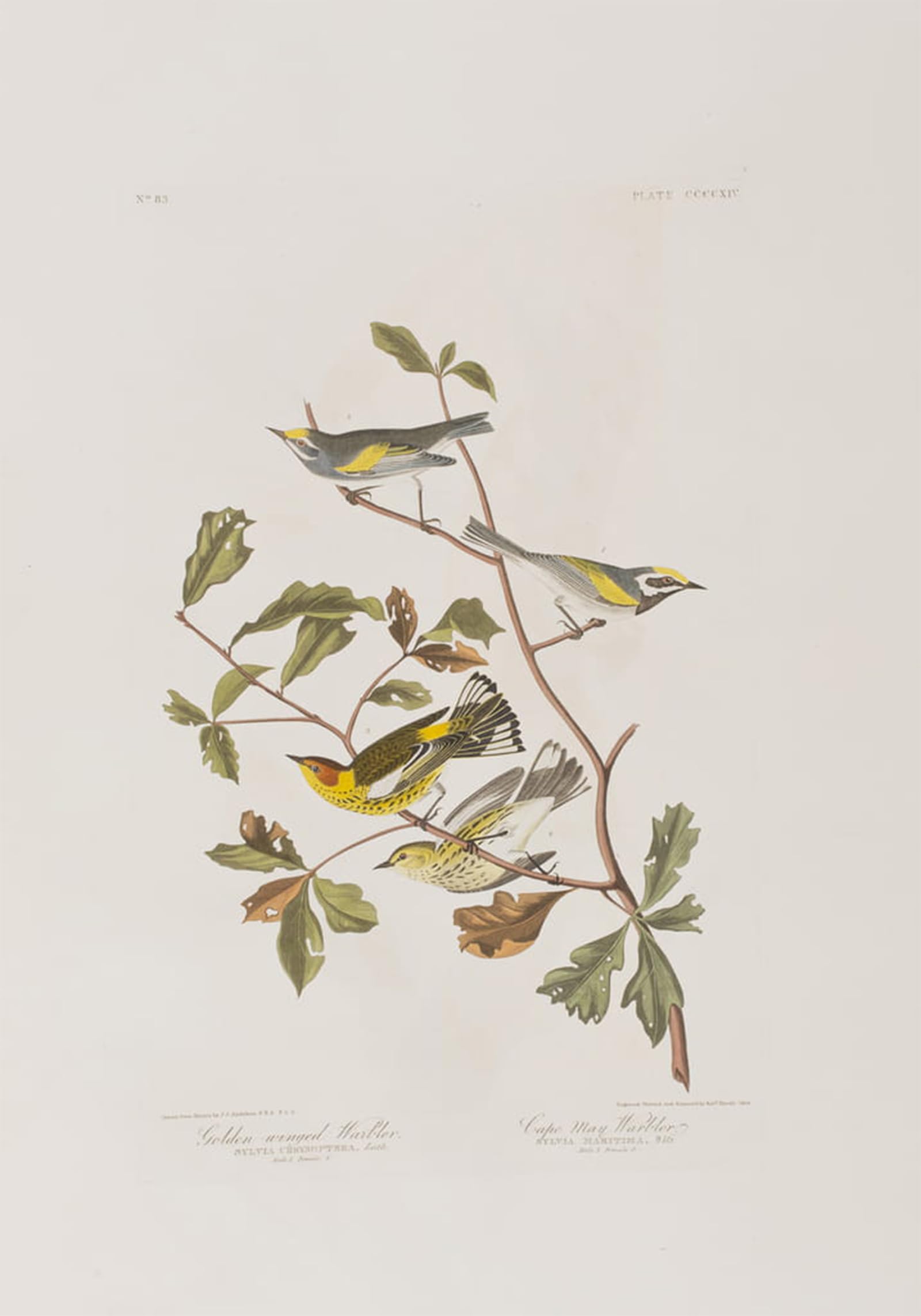 SERENDIPITP Vintage Wall Art Canvas Nordic Poster Canvas Print Picture Illustration From birds of America by John Jamess Audubon Wall Art Poster for Home Decor 60x90cm