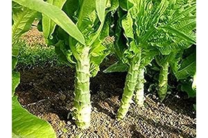 Chinese Asparagus Lettuce Seeds Celttuce Stem Celery Luttuce Seeds(100+) - Asian Vegetable Chinese Luttuce