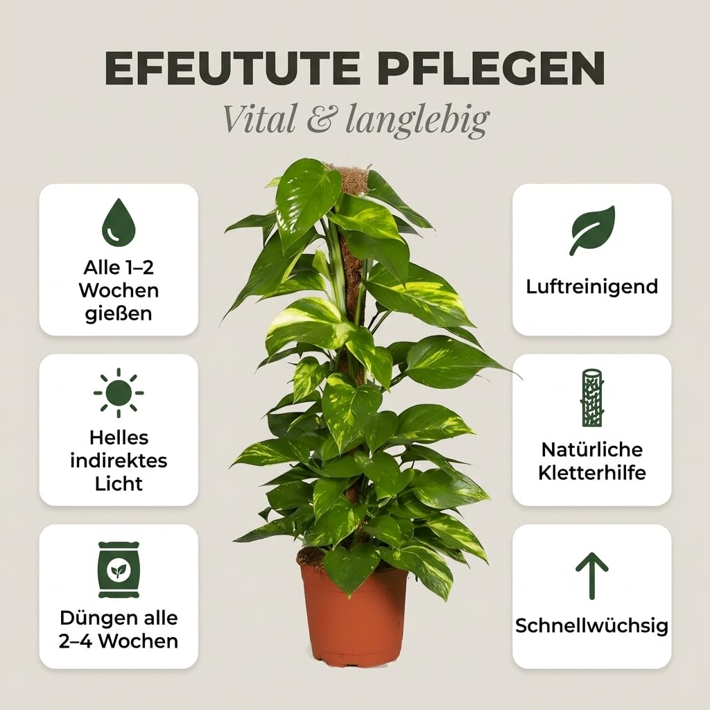 drachenbaum samen einpflanzen Seedeo Drachenbaum (Dracaena Draco) 6 Samen