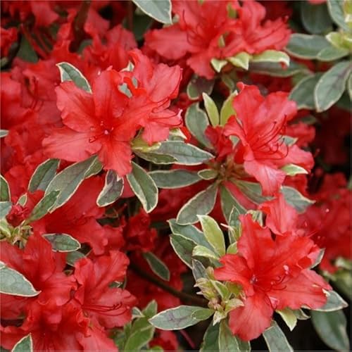 2ltr Dwarf Azalea Hot Shot (1 Pack)