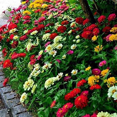 AYWAL Chrysanthemum Flowers Seeds/Guldaudi Mix Colors Hybrid Seeds For Home Gardening (Pack Of 80 Seeds) CA135 (B0CP17TY71) Amazon Price History, Amazon Price Tracker