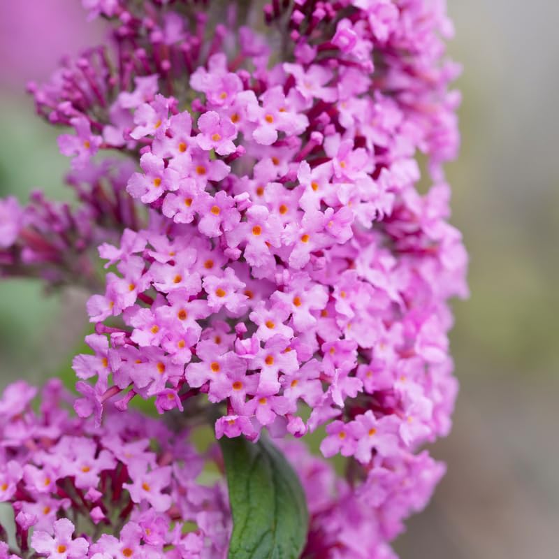 Light Pink Butterfly Bush Plant in 4 Inch Pot