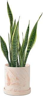 5 inch Plant Pot - Terra Cotta Flower Planters Indoor - Modern Succulent...