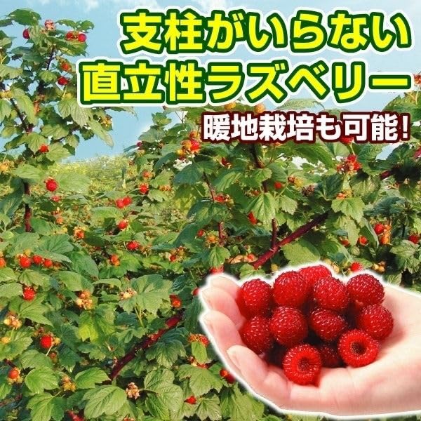 Amazon.co.jp: キイチゴ苗 ウルトララズベリー超大王 (HARA-Rasp 品種 