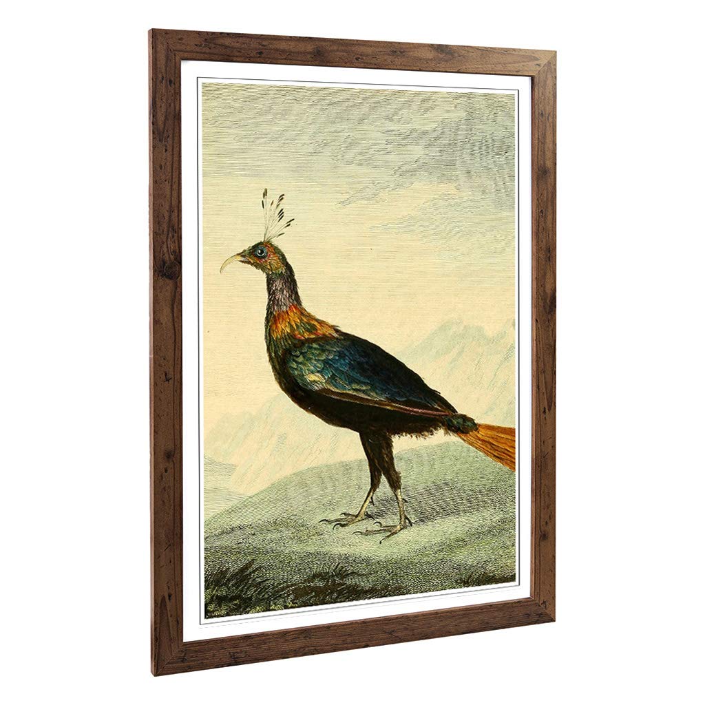 Big Box Art Framed Print of Vintage Charles R Ryley Impeyan Pheasant Design | Wall Art Picture | Home Decor for Kitchen, Living Room, Bedroom, Hallway, Walnut, A2 / 24.5x18 Inch / 62x45cm
