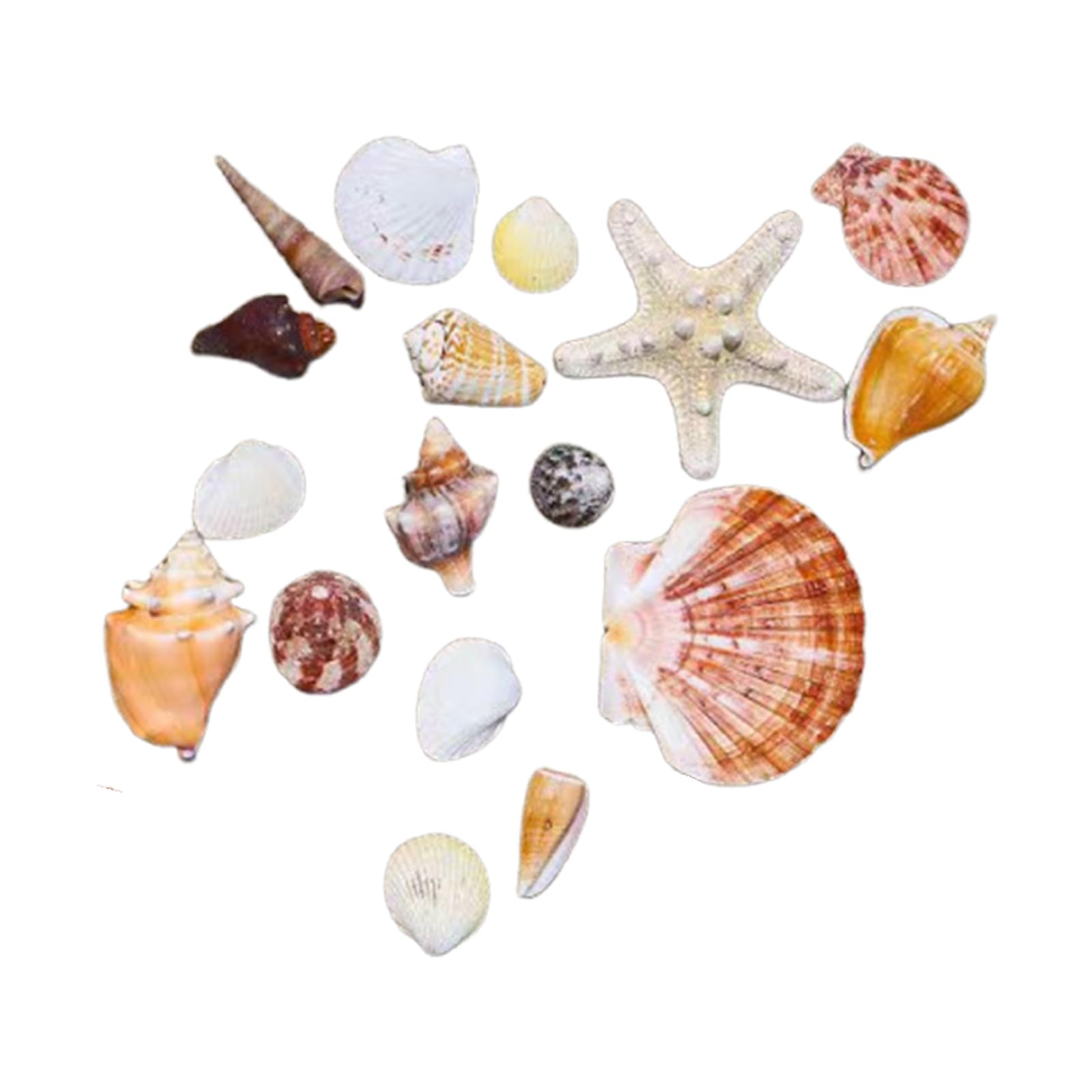 21PCS Hermit Crab Shells | Assorted Natural Sea Conch Size 1.3"-3.2" | Growth Turbo for Small to Medium and Large Crabs, Saltwater Hermit Crab Supplies and Sea Shell for Beach Decor (17PCS, One Size)