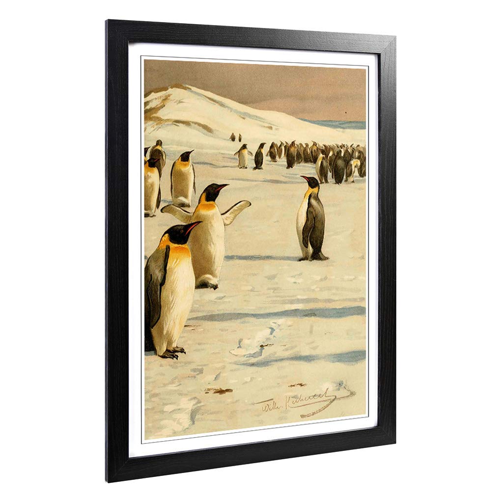 Big Box Art Framed Print of Vintage W Kuhnert Emperor Penguins 2 Design | Wall Art Picture | Home Decor for Kitchen, Living Room, Bedroom, Hallway, Black, A2 / 24.5x18 Inch / 62x45cm