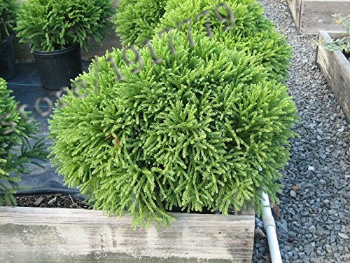 Neuankömmling!!! 50pcs / Japan - Japanische Zeder Samen, Bonsai göttlichen Gehölzen Samen - Image 5