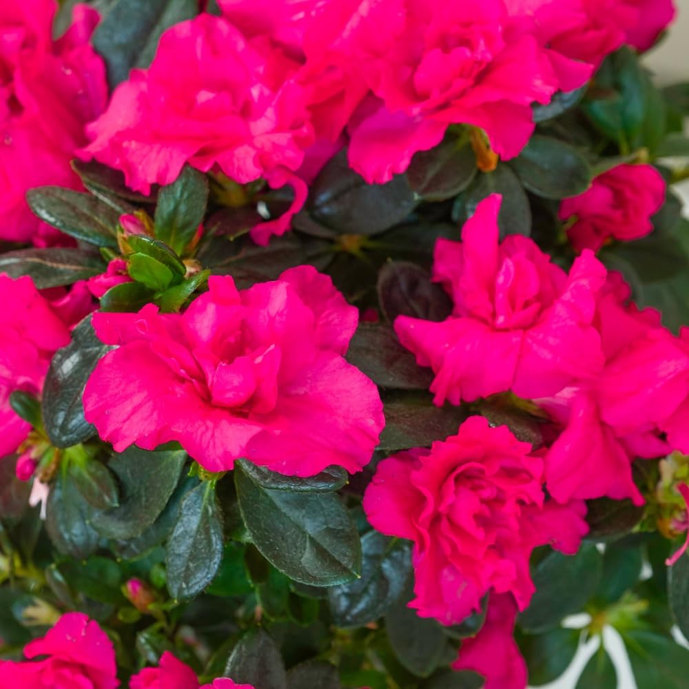 Azalée Tige Rose avec Cache Pot 45/50 cm Fleurs Fraiches Plante Florissante Cadeau Mamie
