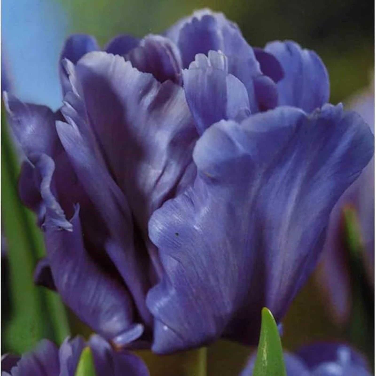 Tulip Bulbs Mix for Planting Now UK/Natural Organic/Good for Containers/Strong Plants That Grow Well/Greening Flower/Cut Flowers/Wedding Flowers.-3bulbs-E
